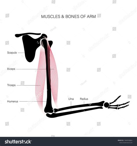 human biceps triceps muscular system skeleton stock vector royalty