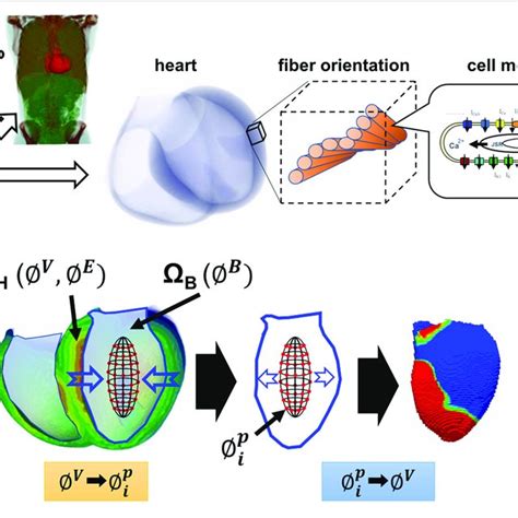 Multi Scale Simulation Of Cardiac Excitation And Propagation A