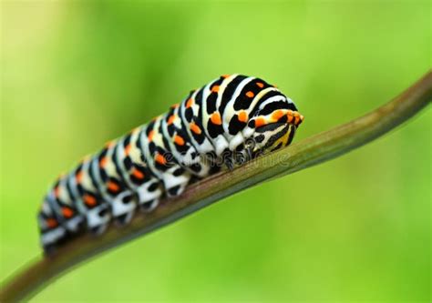 A Larva Da Borboleta Do Velho Mundo Ingl S Papilio Machaon Imagem De