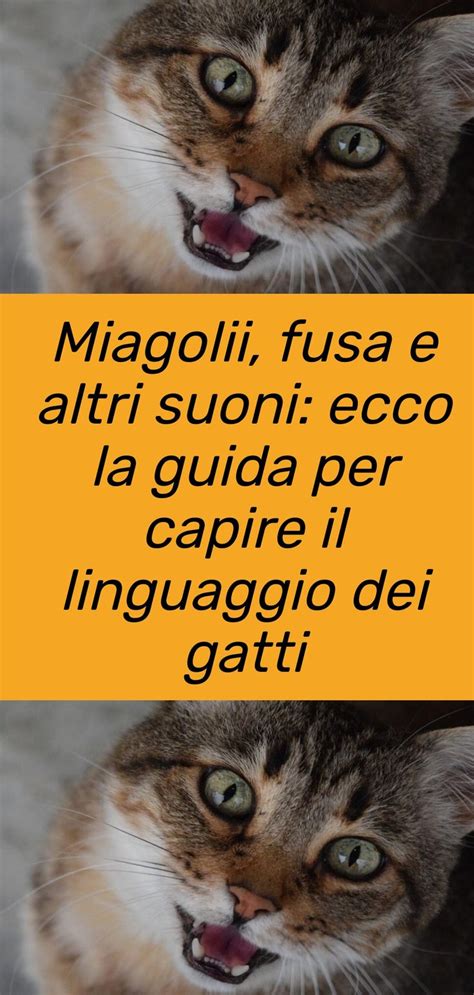 Miagolii Fusa E Altri Suoni Ecco La Guida Per Capire Il Linguaggio