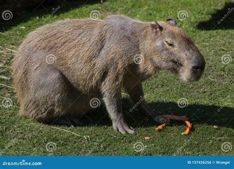 Capybara Hydrochoerus Hydrochaeris Stock Photo Image Of Animals