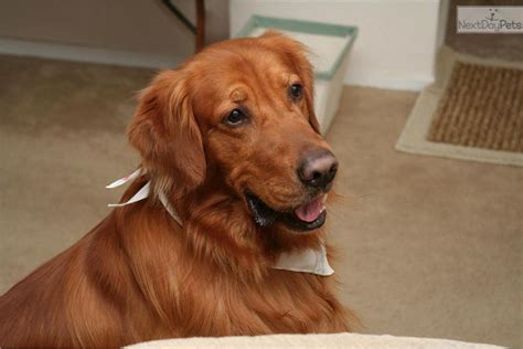 Dark Red Golden Retriever Breeders Near Me / Annebelle: Golden ...