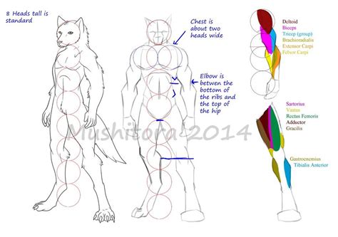 Image Result For Daemon Digitigrade Anatomy Reference Art Reference