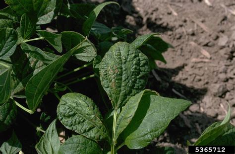 Bean Common Mosaic Virus Bcmv Potyvirus Bean Common Mosaic Virus