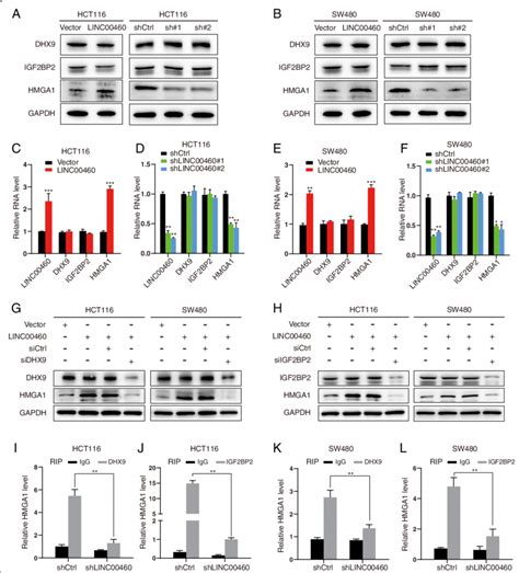 Linc00460 Mediated Regulation Of Hmga1 Mrna Stability A B Effect Of