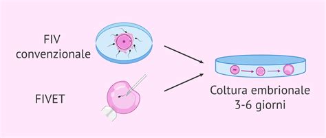 Tipi Di Fecondazione E Coltura Embrionale