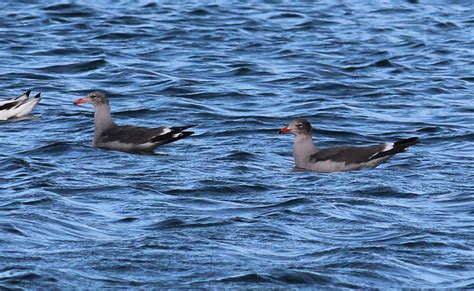 Heermann S Gull Larus Heermanni 09 Nov 2012 CA RIV Co L Flickr