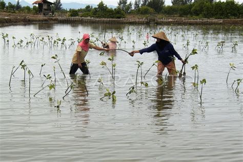 Tanam Mangrove Jelang Tahun Tsunami Antara Foto