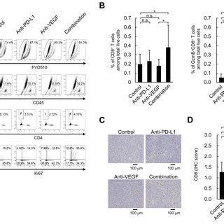 Effect Of Anti Pd L Antibody In Combination With Anti Vegf Antibody On