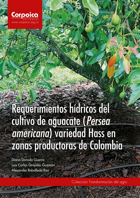 PDF Requerimientos hídricos del cultivo de aguacate Persea americana