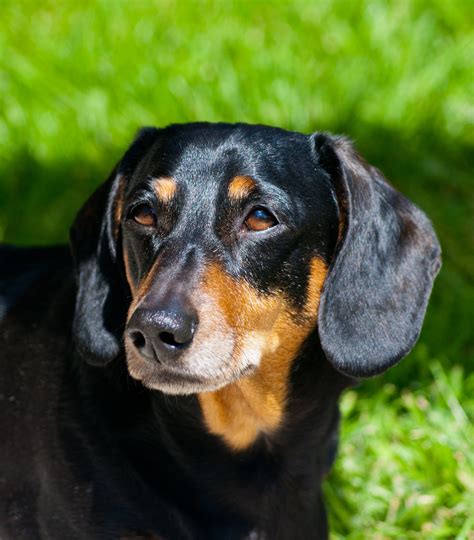 Black And Tan Dachshund Color Genetics