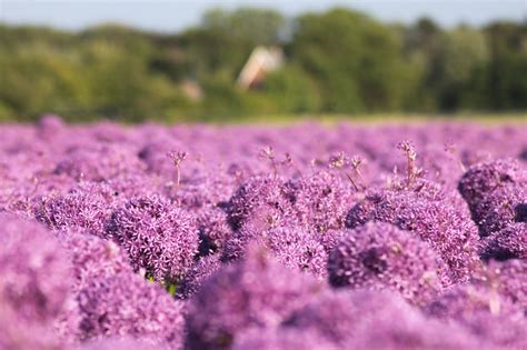 blumenfelder netherlands
