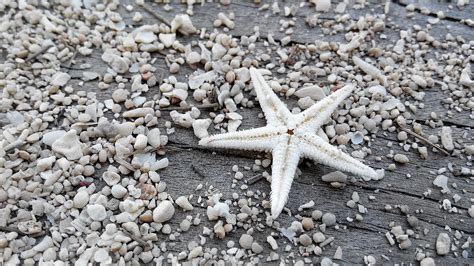 Star Sand Beach - Free photo on Pixabay - Pixabay