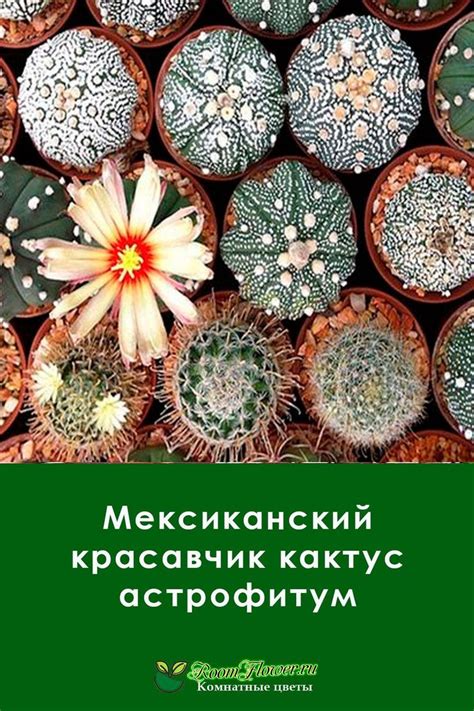 Мексиканский красавчик кактус астрофитум | Кактус, Цветочные магазины ...