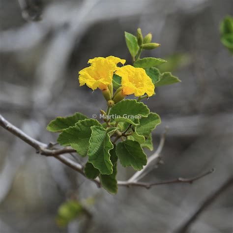 Martin Grace Photography Muyuyo Muyuyu Yellow Cordia Or Glue Bush