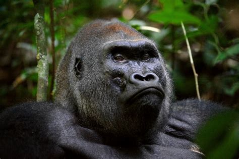 Mountain Gorilla Population