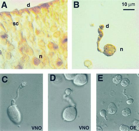 Sensory Neuron Microscope