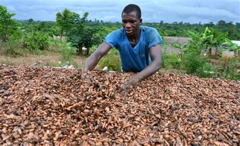 Economie Le Prix De La Tonne Du Cacao En Chute Libre