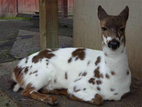 Piebald Deer Zoochat