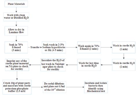 Schematic Diagram Showing Procedure For Isolation Of Non Leguminous