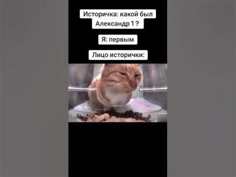 Кот смотрит в камеру #кот - YouTube