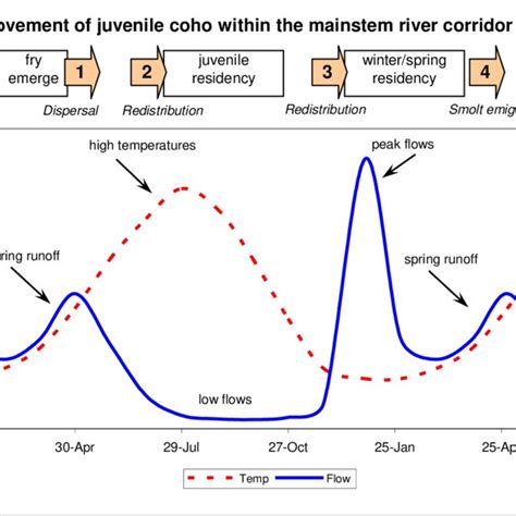 Generalized Movement Patterns Of Juvenile Coho Within The Mainstem