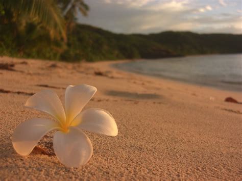 Fiji Beach (Fiji) - Travellerspoint Travel Photography