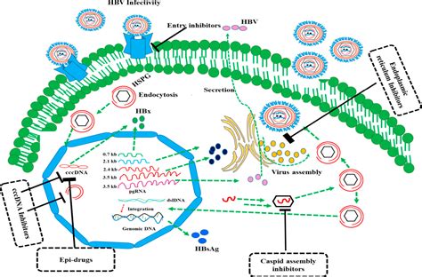 Forthcoming Developments In Models To Study The Hepatitis B Virus