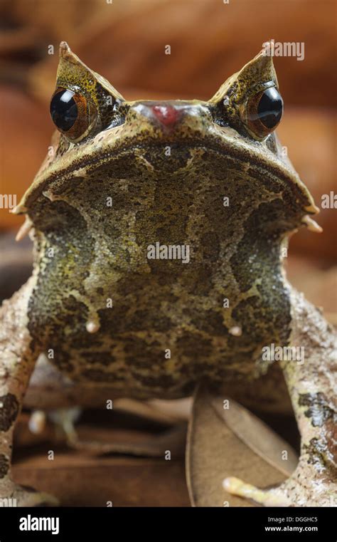 Asian Horned Frog Megophrys Nasuta Adult Male Sitting On Leaf Litter