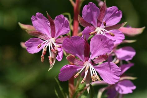 Scopri I Segreti Dell Epilobio Il Potente Alleato Naturale Per La Tua