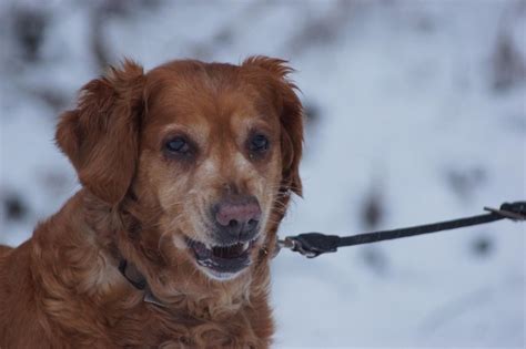 Premium Photo | A golden retriever in the snow