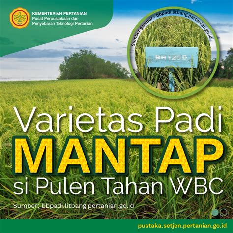 Varietas Padi Mantap Si Pulen Tahan Wbc