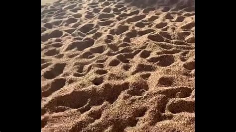 Vídeos en la playa XVIDEOS