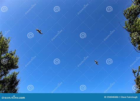 A Beautiful Shot Of Two Birds Flying Through A Clear Blue Sky Stock