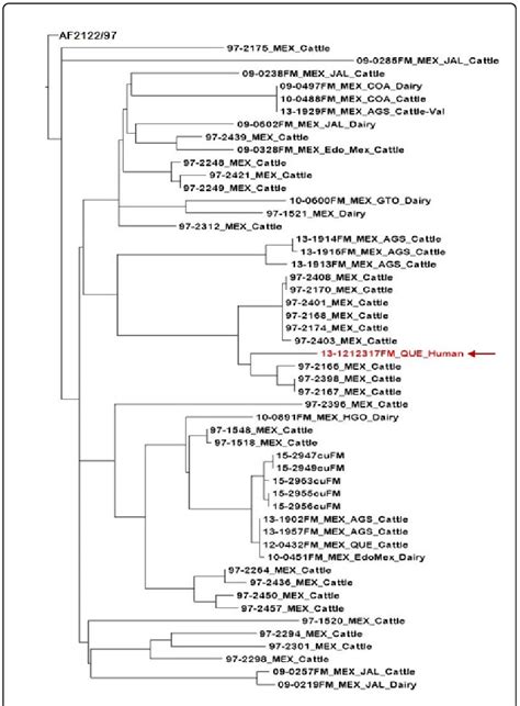 B Maximum Likelihood Snp Based Phylogenetic Trees Presenting Genetic Download Scientific