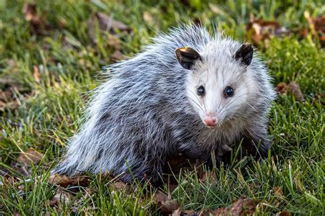 Top Pets Ex Ticos Conhe A Os Bichinhos Mais Inusitados