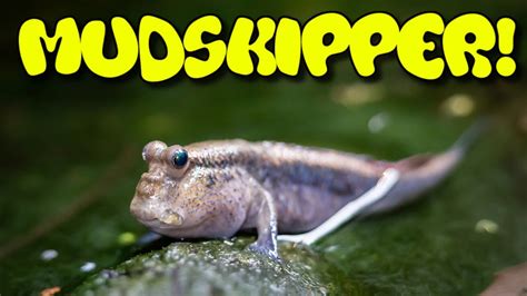 Mudskipper Care Guide Youtube