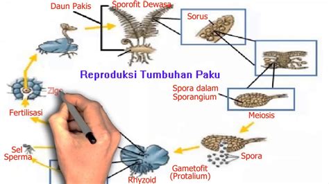 Siklus Hidup Tumbuhan Paku Ipa Kelas 9 Smp Youtube