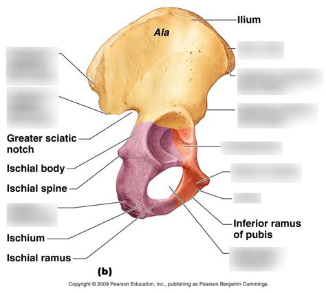 Pelvis Coxal Bone Diagram Quizlet