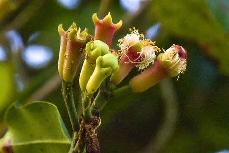 Flor De Clavo Propiedades Y Usos En La Cocina Y La Medicina Teleflor