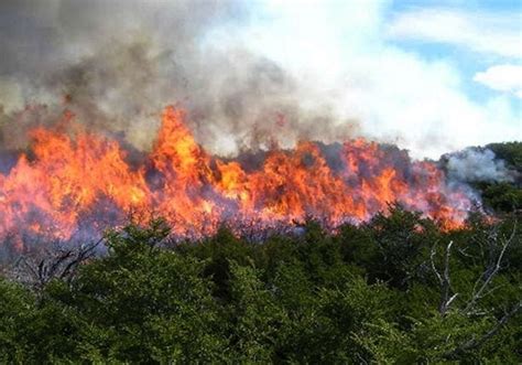 Consequ Ncias Dos Inc Ndios Florestais Renovables Verdes