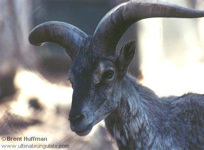 Bharal Himalayan Blue Sheep