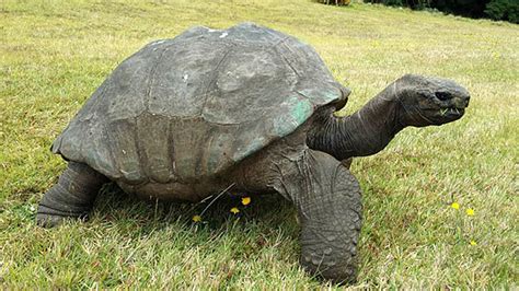 Jonathan The Tortoise Photographed In 1902 And Today | Bored Panda