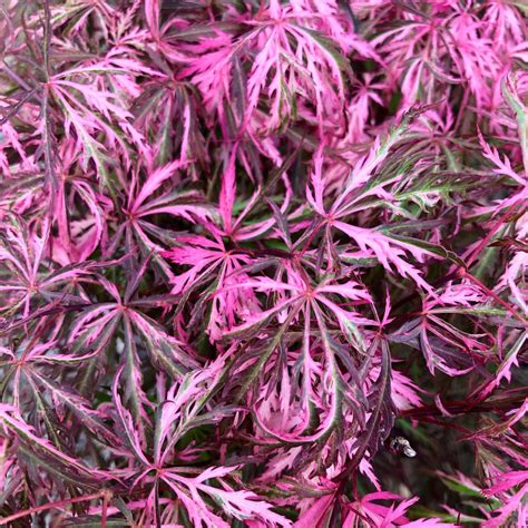 Pre-Order Japanese Maples and Conifers – Maple Ridge Nursery