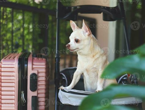 brown short hair chihuahua dog standing in pet stroller with pink suitcase in the garden