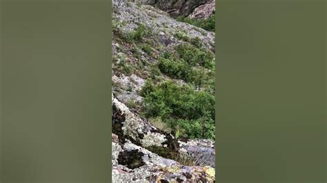 Изключително рядък черен вълк - YouTube