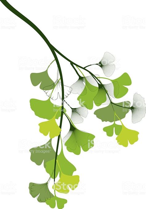 Ginkgo Biloba Spring Branch Ginkgo Art Plant Painting Hydrangea Colors