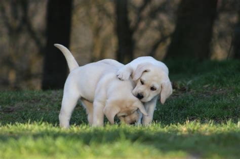 Labradorci