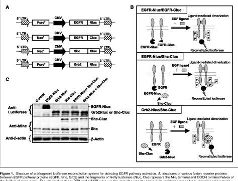 Figure From Noninvasive Imaging And Quantification Of Epidermal