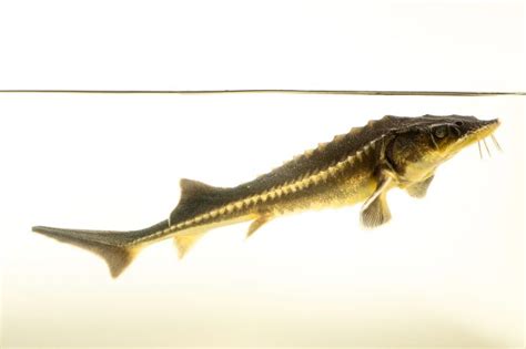 Fis012 00095 Joel Sartore